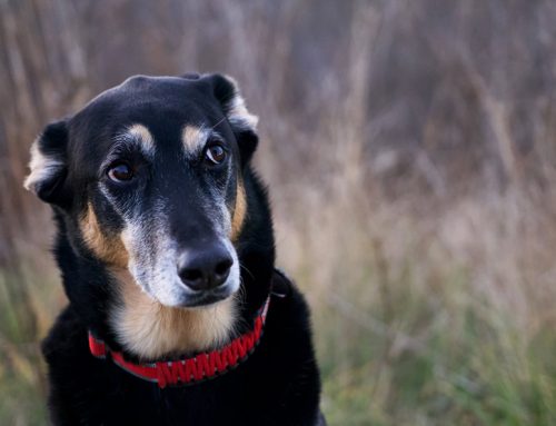 Anxiété de séparation chez le chien : conseils pour y remédier